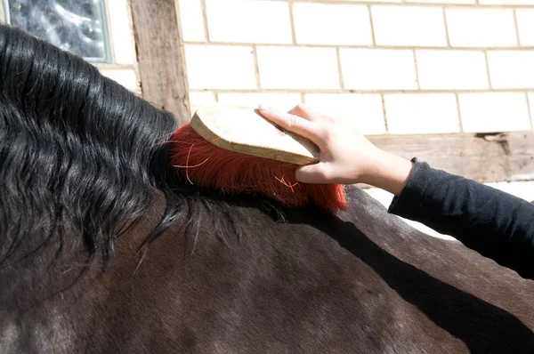Groom nettoie un cheval . — Photo