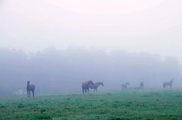 Un caballo pastando en la niebla . —  Fotos de Stock