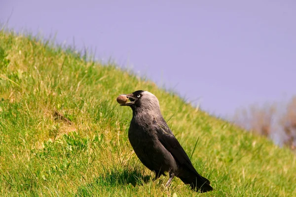 Guacamayo (Corvus monedula ) —  Fotos de Stock