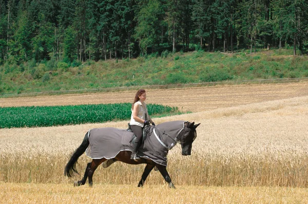 "Böceklere karşı korumak için atlar için giysi". Telifsiz Stok Fotoğraflar