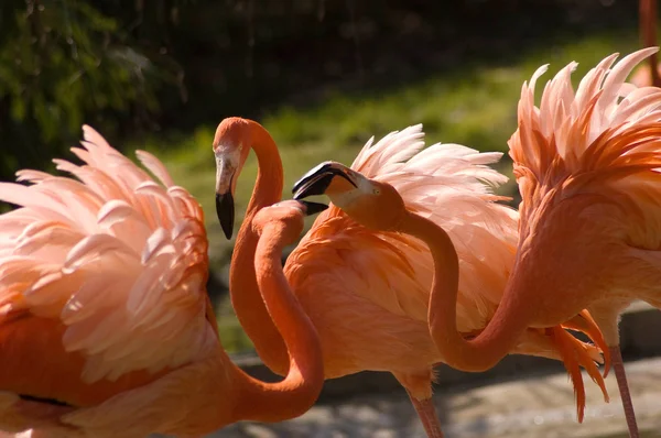 Flamencos (phoenicopteridae, gen phoenicopterus.) —  Fotos de Stock