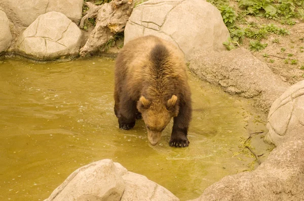 Медведь (Ursus arctos ) — стоковое фото