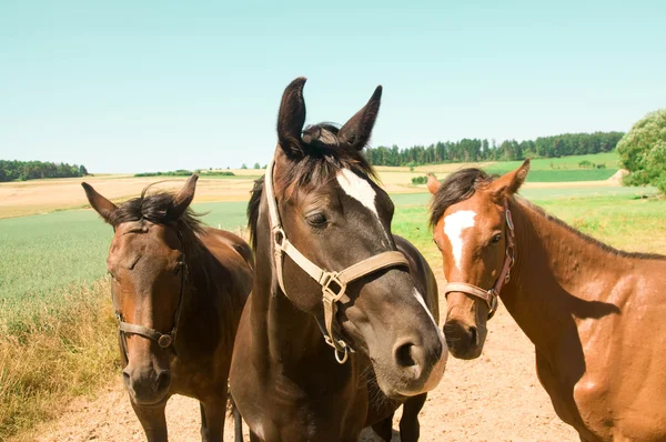 Tres caballos. Retrato  . — Foto de Stock