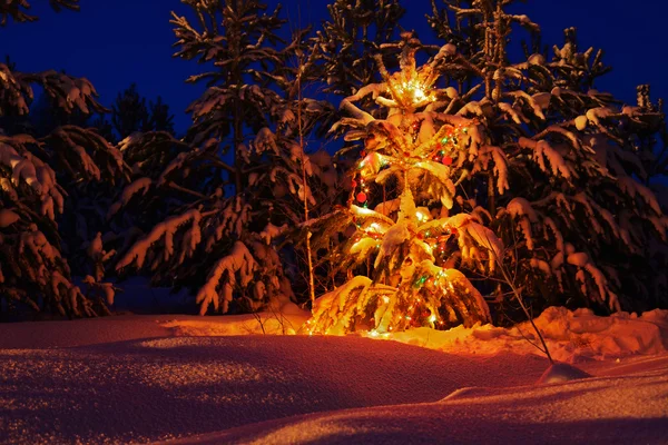 Різдвяна ялинка в лісі — стокове фото