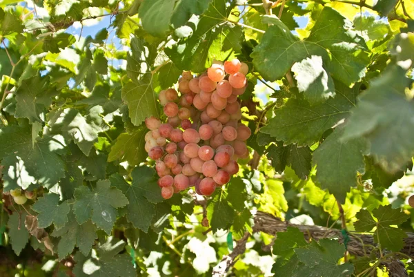 Ett gäng röda druvor på vinstocken — Stockfoto