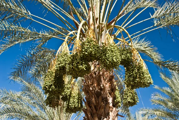 Ripe Dates on Palm Tree — Stock Photo, Image