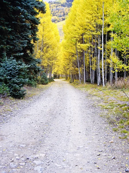 Sentiero nella foresta autunnale — Foto Stock