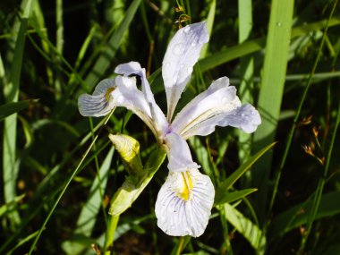 hassas iris