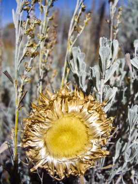 Ayçiçeği tohumu gider