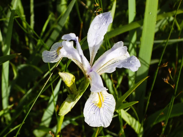 Iris delicado — Foto de Stock