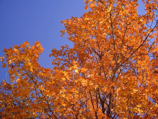Fall Orange Tree Stock Photo