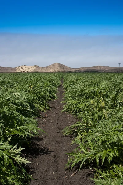 Alcachofas crecen en niebla de California — Foto de Stock