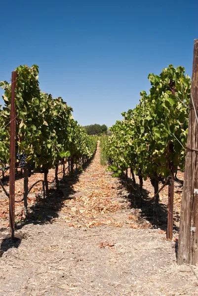 Fila de uvas em California vineyard Portugal — Fotografia de Stock