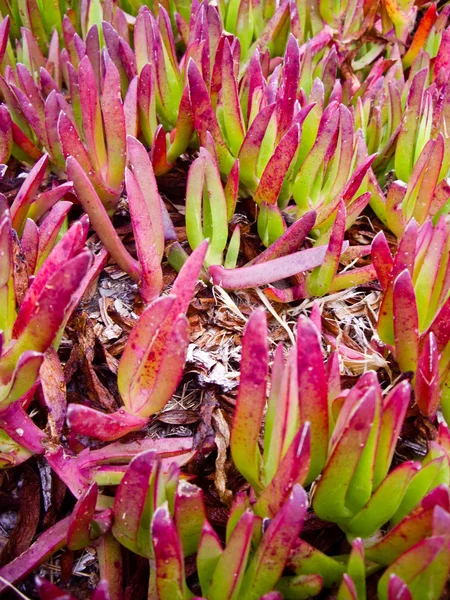 Pobřežní moře rostliny — Stock fotografie