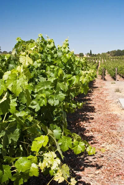 Hojas de vid verde brillante en el viñedo —  Fotos de Stock