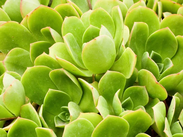 Яскраво-зелені прибережні рослини — стокове фото
