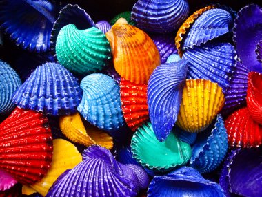 Primary Color Shells clipart