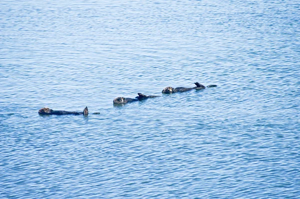 Três lontras do mar adormecidas — Fotografia de Stock