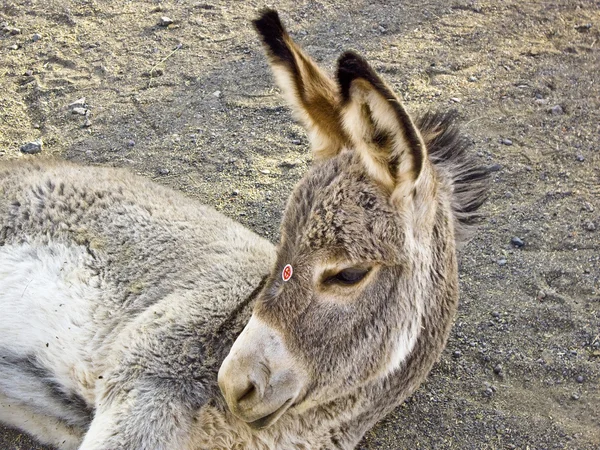 Do Not Feed Me — Stock Photo, Image