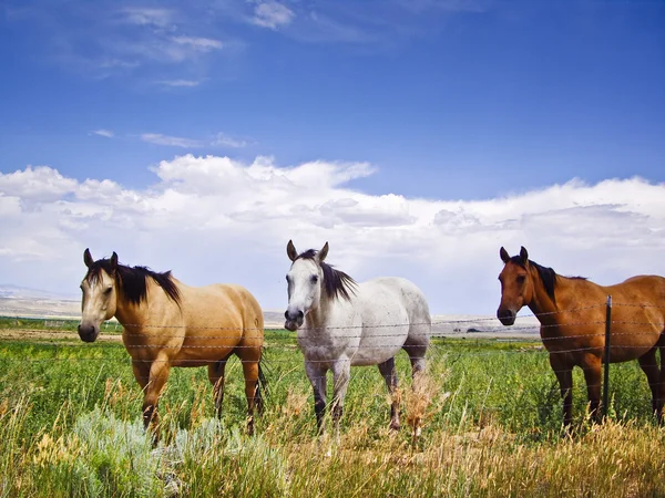 De drie amigos — Stockfoto