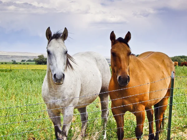 Twee paarden, een bruin, een wit — Stockfoto