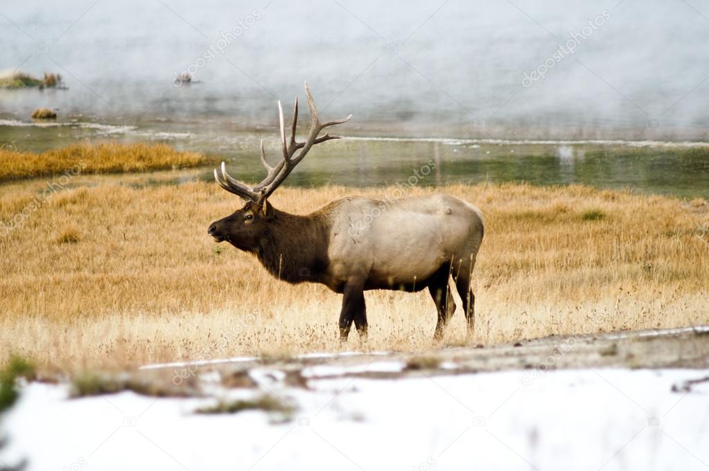 Bull Elk in the Mist