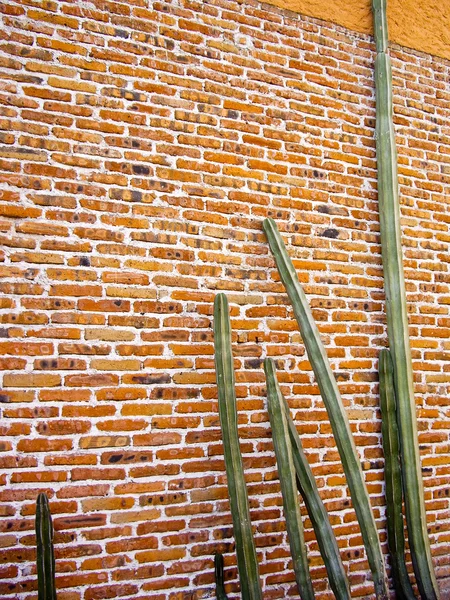 Vysoké kaktusy staré cihlové zdi — Stock fotografie