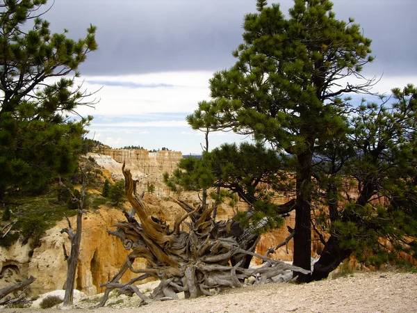 Baum am Bryce Canyon entwurzelt — Stockfoto