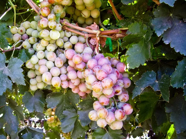 Racimo de uvas rojas — Foto de Stock