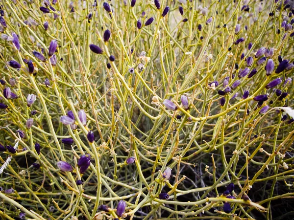 Wildflower Tangle — Stock Photo, Image