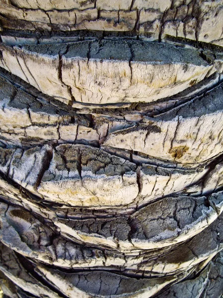 Palm Bark detalles — Foto de Stock