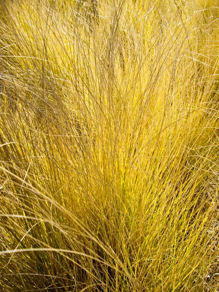 Желтые травы — стоковое фото