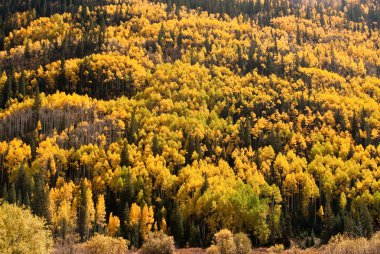 Hillside sonbahar renk