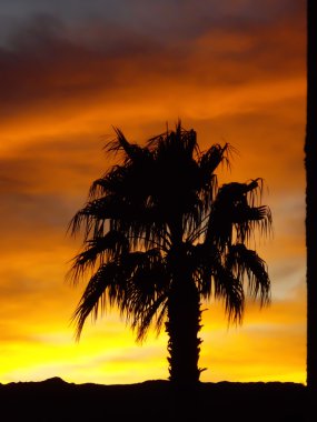 Palm tree on desert sunset clipart
