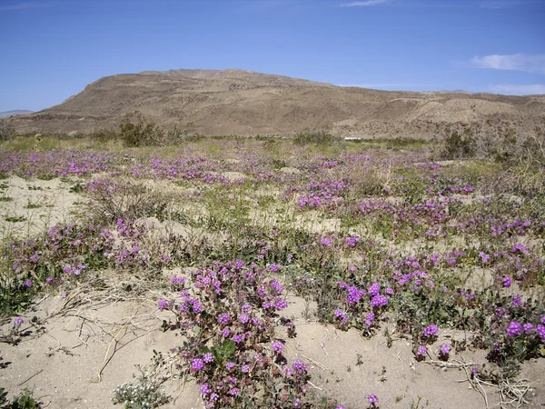 Desert Vista con fiori di campo — Foto Stock