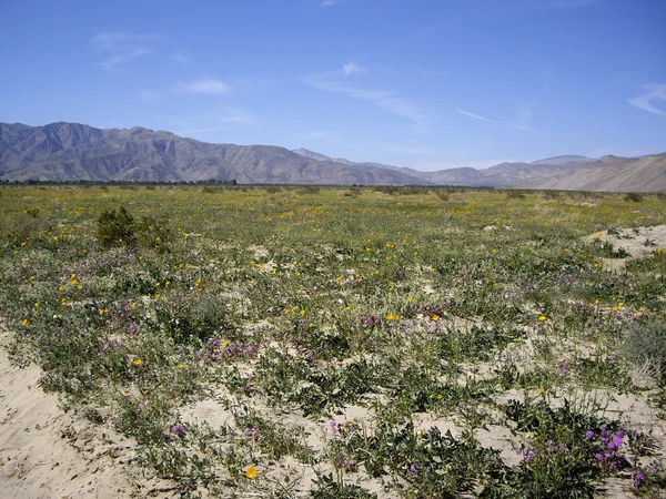 Anza Borrego Desert in bloei — Stockfoto