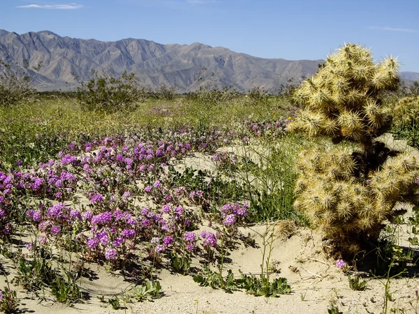 Flores silvestres del desierto — Foto de Stock