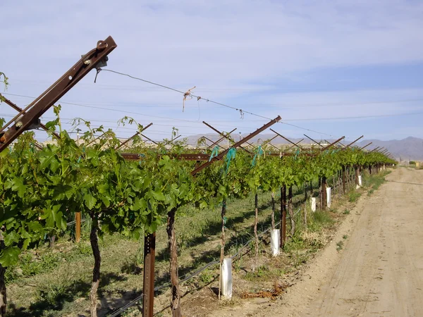 Grapevines in Winter — Stock Photo, Image