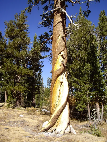 Twisted Tree — Stockfoto