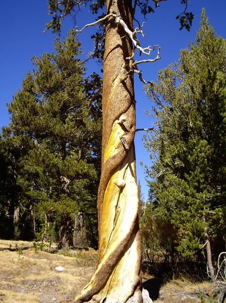 Plaited Tree — Stock Photo, Image