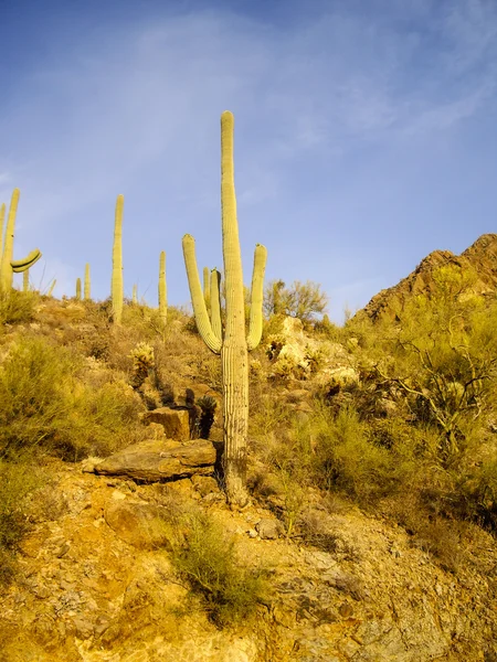 Saguaro i solljus — Stockfoto