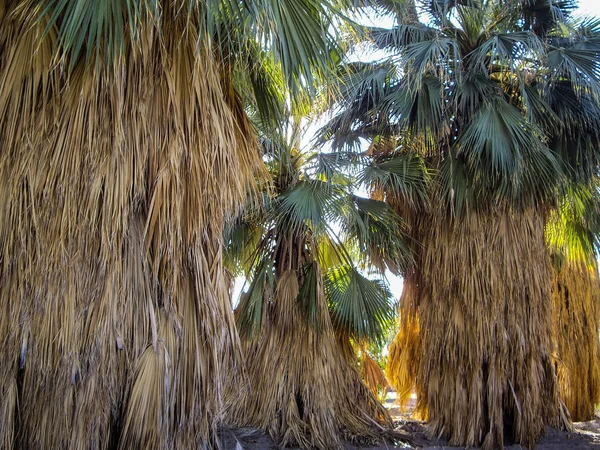 Sunlight through palm trees — Stock Photo, Image