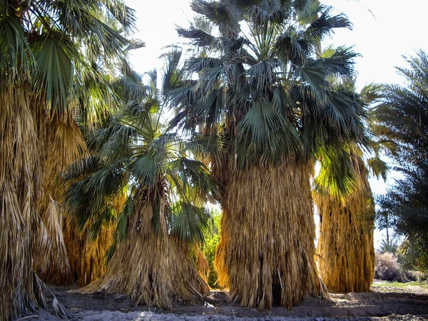 Árvore de palmeira barbuda — Fotografia de Stock