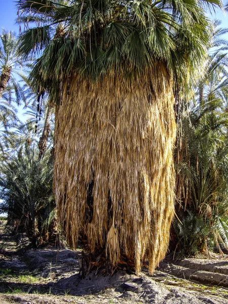 Árvore de palmeira única barbuda — Fotografia de Stock