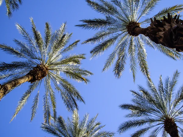 Luz solar nas frondes das palmeiras — Fotografia de Stock