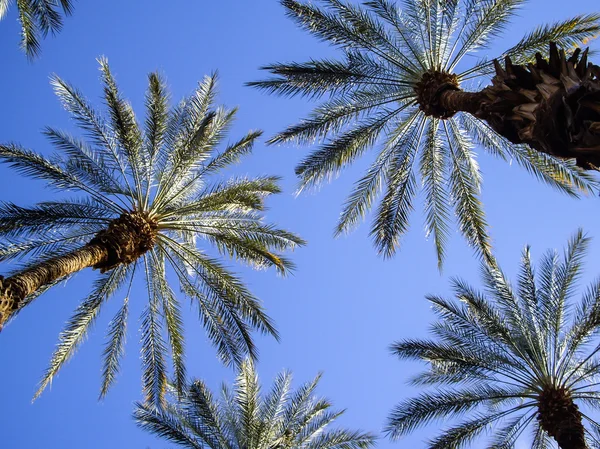 Sunlight on Palm fronds — Stock Photo, Image