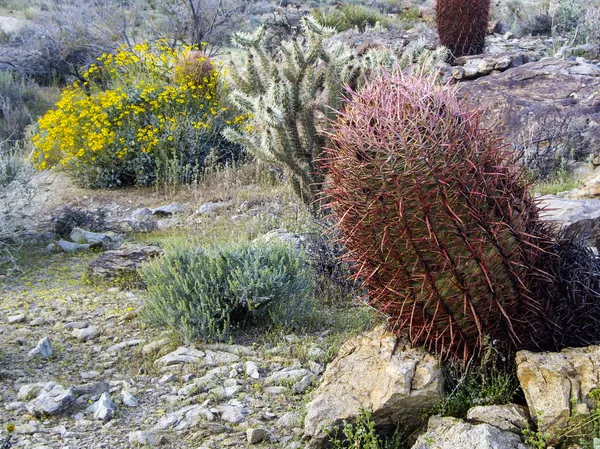 Cactus espinosos — Foto de Stock