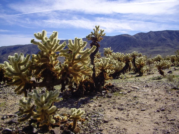 Cholla ліс — стокове фото