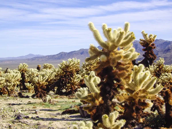 Кактуси cholla пустелі Мохаве — стокове фото