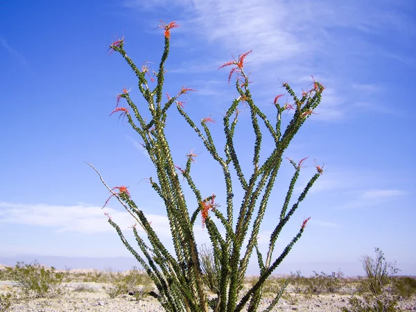 Desert Occotillo — Stock Photo, Image